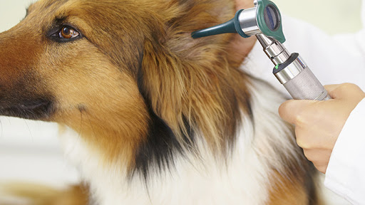 Lunsford Veterinary Care Center image