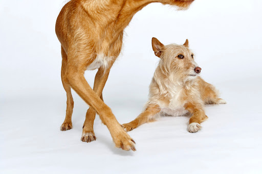 Haarmonie Hundesalon am Zoo