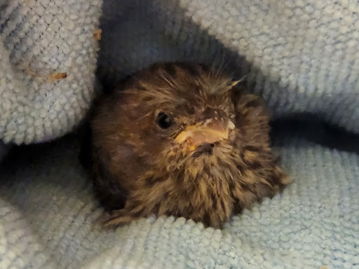 Pet Supply Store «Western Ranch & Pet Supply», reviews and photos, 103 Aegean Way, Vacaville, CA 95687, USA