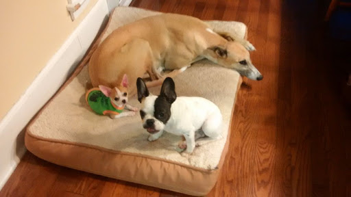 Pet Store «Puppy Boutique Store», reviews and photos, 4001 N Federal Hwy, Fort Lauderdale, FL 33308, USA