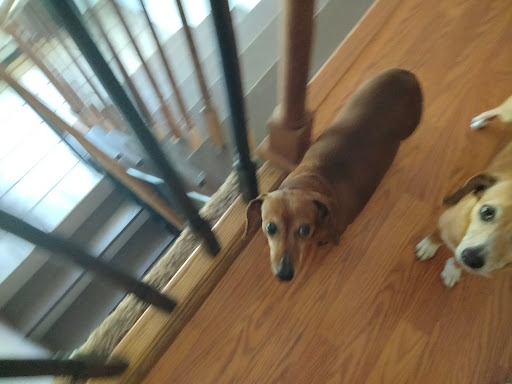 Pet Supply Store «Pet Supplies Plus», reviews and photos, 254 S Illinois Ave, Oak Ridge, TN 37830, USA