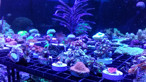 Tropical Fish Store «Topside Reef», reviews and photos, 4911 14th St W #103, Bradenton, FL 34207, USA