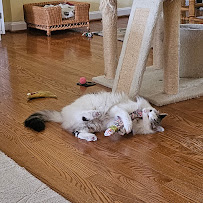 Professional Pet Nanny, Inc. - Photo 6 - Car repair in Cincinnati, OH, Cincinnati