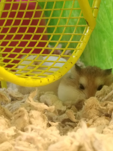 Pet Supply Store «PetSmart», reviews and photos, 5214 Blanche Moore Dr, Corpus Christi, TX 78411, USA