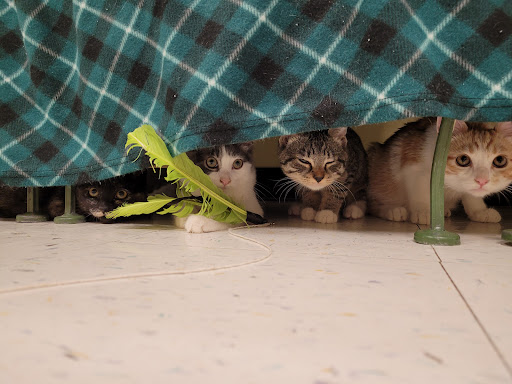 Pet Supply Store «Petco Animal Supplies», reviews and photos, 8775 SW Tualatin-Sherwood Rd, Tualatin, OR 97062, USA