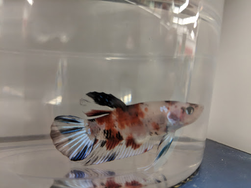 Pet Supply Store «Petco Animal Supplies», reviews and photos, 1014 Shoppes At Midway Dr, Knightdale, NC 27545, USA