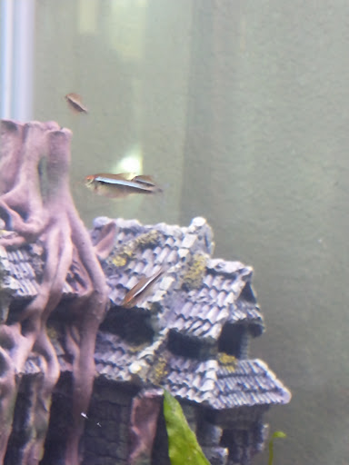 Pet Supply Store «Petco Animal Supplies», reviews and photos, 993 Branson Hills Pkwy, Branson, MO 65616, USA