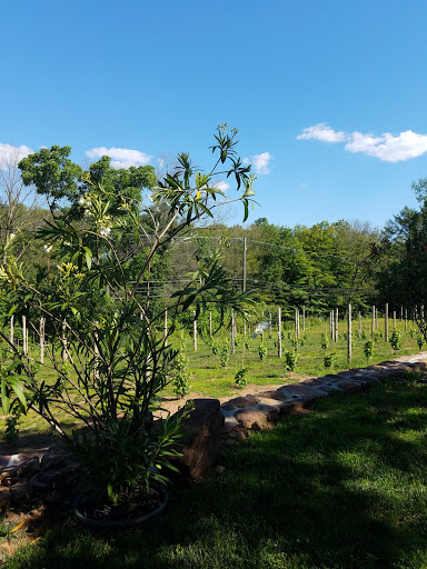 Vineyard «Rosabianca Vineyards», reviews and photos, 1536 Middletown Ave, Northford, CT 06472, USA