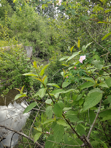 Park «Stringfield Family Park», reviews and photos, 3614 SE Naef Rd, Milwaukie, OR 97267, USA