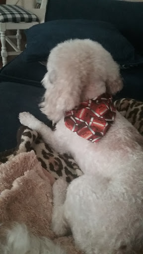 Pet Store «Tender Touch Pet Grooming», reviews and photos, 1902 Old Atlanta Rd, Griffin, GA 30223, USA