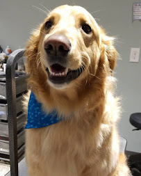 Fur Babies Boarding and Grooming - Photo 7 - Car repair in Archdale, NC, High Point