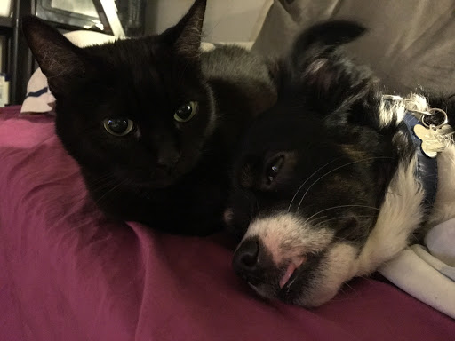 Pet Groomer «Soggy Dog Grooming And Pet Supplies», reviews and photos, 344 E 4th St, Long Beach, CA 90802, USA