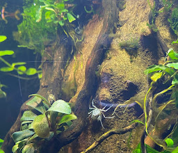 FRAKU Aquaristik photo