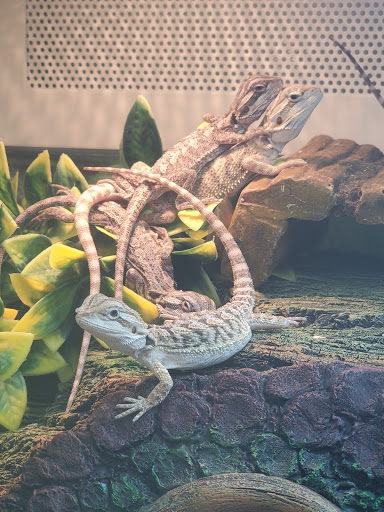 Pet Supply Store «PetSmart», reviews and photos, 5001 Sergeant Rd, Sioux City, IA 51106, USA