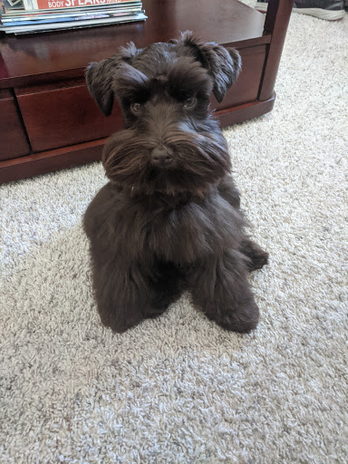 Pet Groomer «Woof Gang Bakery & Grooming, The Villages», reviews and photos, 3682 Meggison Rd, The Villages, FL 32163, USA