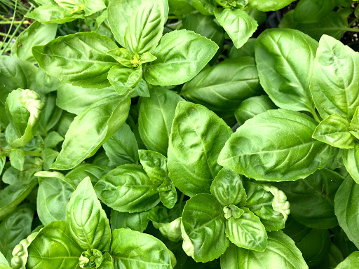 Garden Center «Stonewall Garden Center», reviews and photos, 4675 PA-447, Canadensis, PA 18325, USA