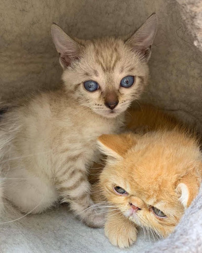 Pet Store «Petland», reviews and photos, 10289 Ulmerton Rd, Largo, FL 33771, USA