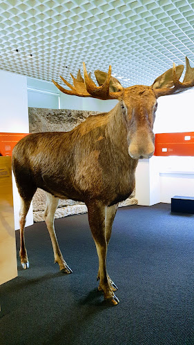 Rezensionen über Naturmuseum Solothurn in Olten - Museum