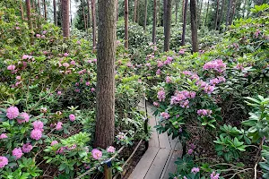 Haaga Rhododendron Park image