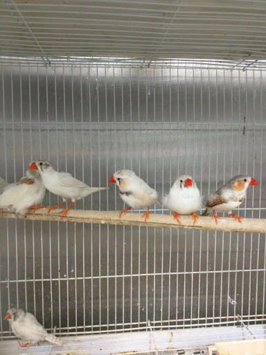 Pet Store «El Granero Pet Shop», reviews and photos, 15700 Atlantic Ave, Compton, CA 90221, USA