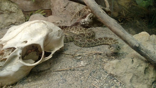 Zoo «The Reptile & Amphibian Discovery Zoo», reviews and photos, 3297 N County Rd 45, Owatonna, MN 55060, USA