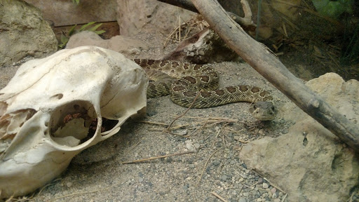 Zoo «The Reptile & Amphibian Discovery Zoo», reviews and photos, 3297 N County Rd 45, Owatonna, MN 55060, USA