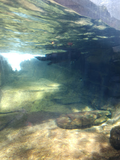 Aquarium «South Carolina Aquarium», reviews and photos, 100 Aquarium Wharf, Charleston, SC 29401, USA