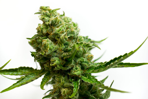 Homeopathic Pharmacy «Kind Pain Management Inc.», reviews and photos, 2636 Youngfield St, Lakewood, CO 80215, USA