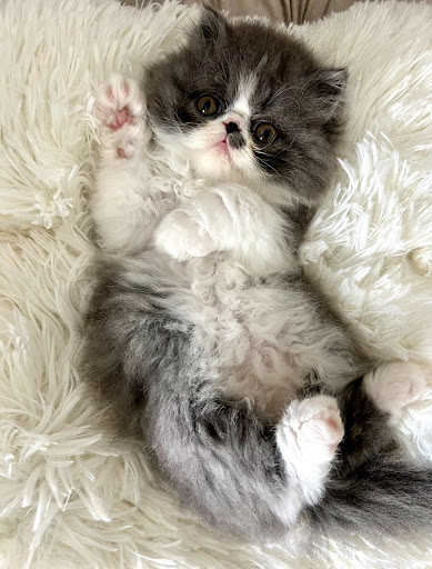 Photo of Persian & Scottish Fold Breeders LLC