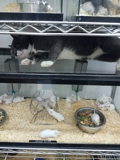 Pet City, 108 E Burnside Ave, Bronx, NY 10453, USA, 