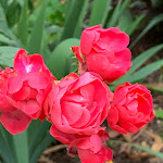 Photo n°45 de l'avis de remo.r fait le 04/01/2022 à 20:46 sur le  La Vesca à Sanremo