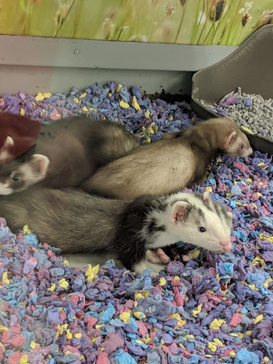 Pet Supply Store «Petco Animal Supplies», reviews and photos, 1574 N Dupont Hwy #300, Dover, DE 19901, USA