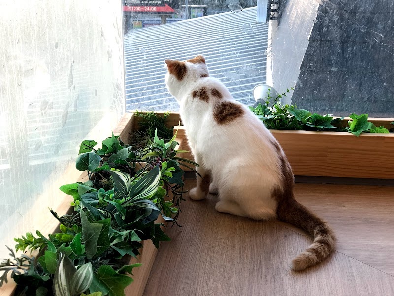 猫カフェ 猫喫茶 空陸家 江ノ島店 神奈川県藤沢市片瀬海岸 カフェ 喫茶 カフェ グルコミ