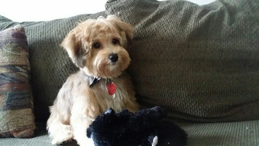 Pet Supply Store «PetSmart», reviews and photos, 3101 Market Center Drive, Morrisville, NC 27560, USA