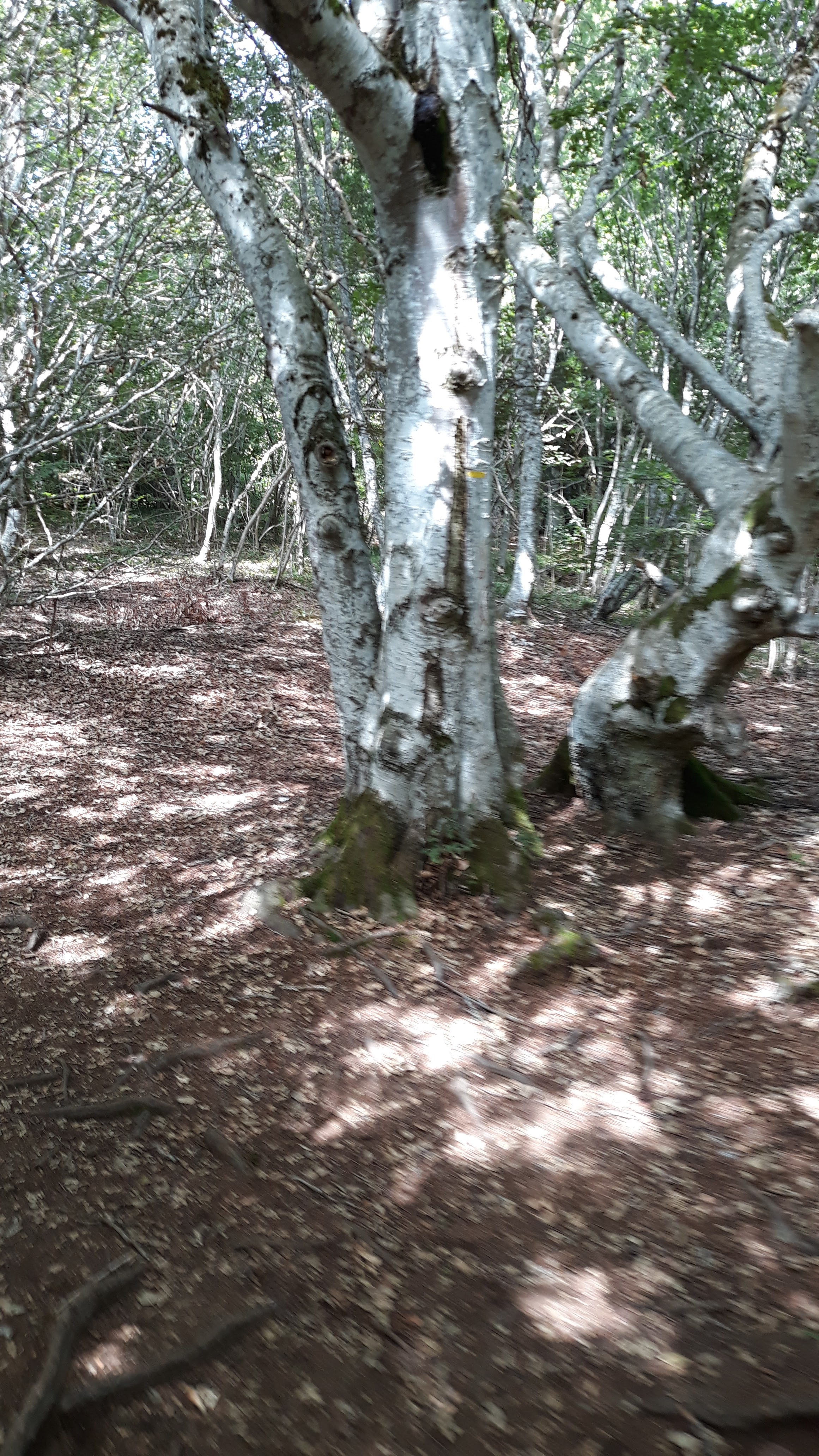 Photo n° 16 de l'avis de Mathis.l fait le 17/08/2019 à 07:13