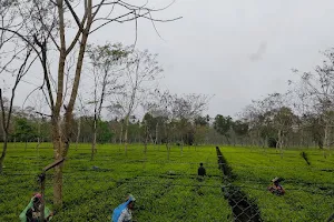 Jalan South Tea Estate image