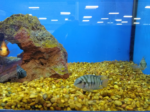 Pet Supply Store «Petco Animal Supplies», reviews and photos, 8580 Firestone Blvd, Downey, CA 90241, USA