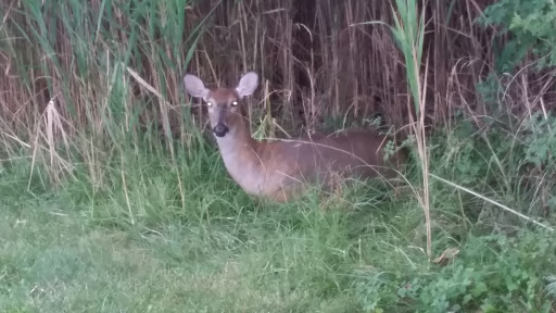 Golf Course «Overpeck Golf Course», reviews and photos, 273 E Cedar Ln, Teaneck, NJ 07666, USA