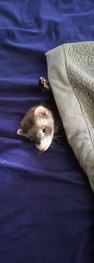 Pet Supply Store «Petco Animal Supplies», reviews and photos, 1169 Valley River Dr, Eugene, OR 97401, USA