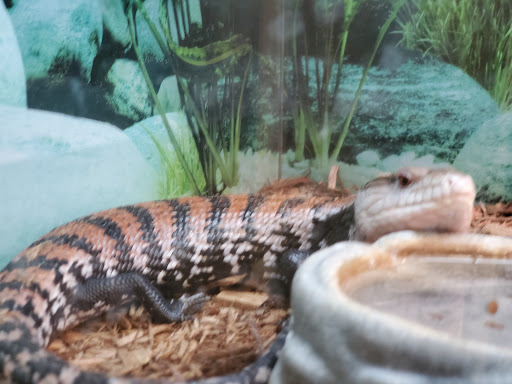 Pet Store «Super Pets», reviews and photos, 1807 E Chapman Ave, Orange, CA 92867, USA