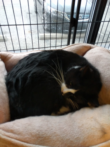 Pet Store «Pet Valu», reviews and photos, 217 Lancaster Ave, Ardmore, PA 19003, USA