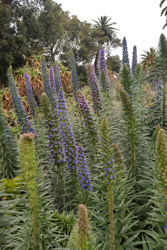 History Museum «Rancho Los Alamitos», reviews and photos, 6400 Bixby Hill Rd, Long Beach, CA 90815, USA