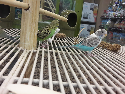 Pet Supply Store «Petco Animal Supplies», reviews and photos, 30697 US Hwy 19 N, Palm Harbor, FL 34684, USA