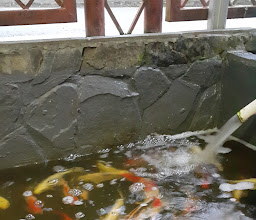 Ikan Koi Balikpapan photo