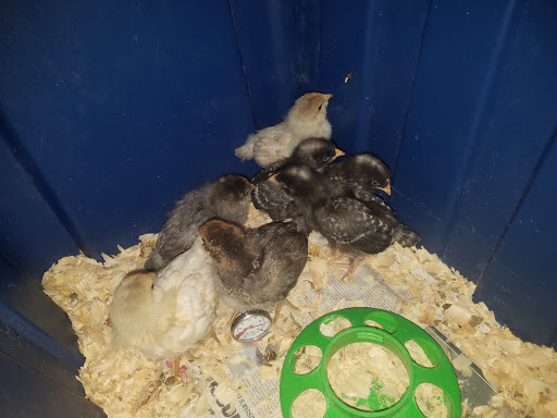 Pet Supply Store «The Natural Pet Center At Ireland Corners», reviews and photos, 609 NY-208, Gardiner, NY 12525, USA