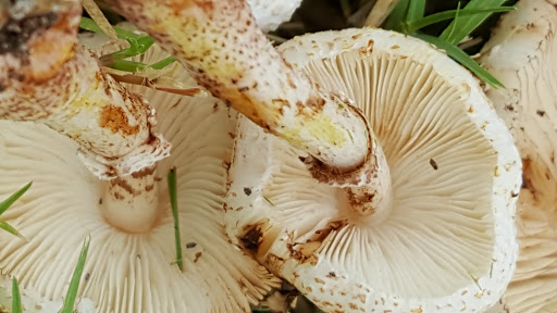 Supermarket «Walmart Neighborhood Market», reviews and photos, 8040 Independence Pkwy, Plano, TX 75025, USA