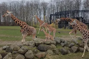 Aalborg Zoo image