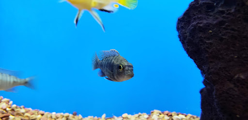 Pet Supply Store «Petco Animal Supplies», reviews and photos, 300 Hylan Dr, Rochester, NY 14623, USA