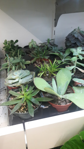 Art Museum «Wynwood Walls», reviews and photos, 2520 NW 2nd Ave, Miami, FL 33127, USA