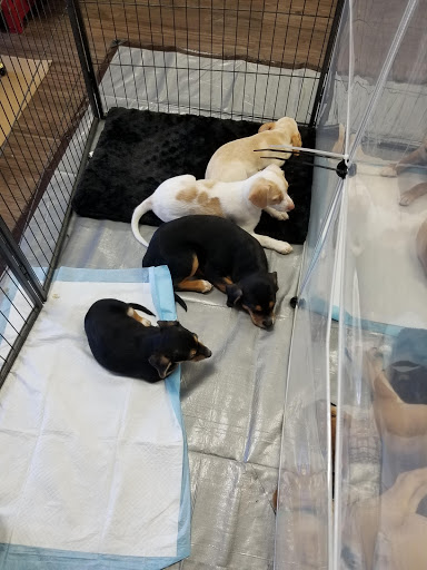 Pet Supply Store «At Your Services Pet Supplies», reviews and photos, 55 S Valle Verde Dr #300, Henderson, NV 89012, USA